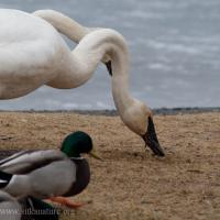 Trumpeter Swan at Swan Lake