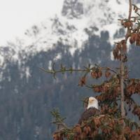 Bald Eagle in Sitka Spruce