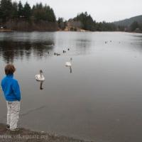 Trumpeter Swans and Connor