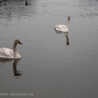 Juvenile Trumpeter Swans
