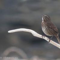 Singing Song Sparrow
