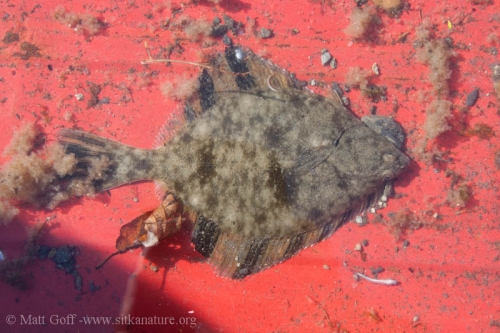 Starry Flounder