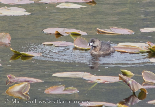 Pied-billed Grebe on Swan Lake