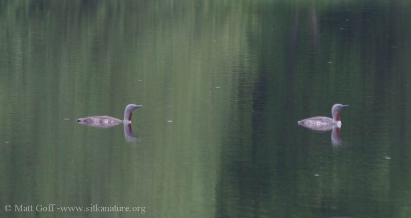 Red-throated Loons on Swan Lake