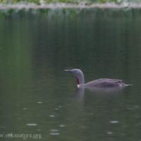 Red-throated Loon on Swan Lake