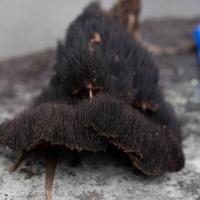 Hair-like Fungus