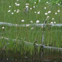 Russet Cottongrass (Eriophorum chamissonis)