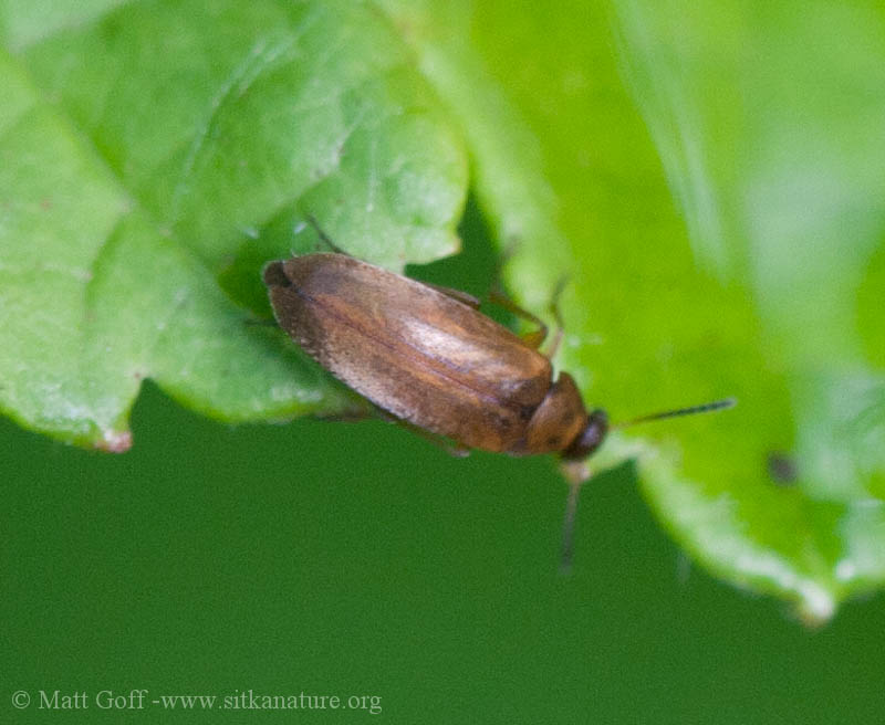 Beetle (Anaspis?)