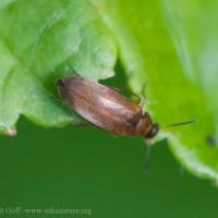 Beetle (Anaspis?)