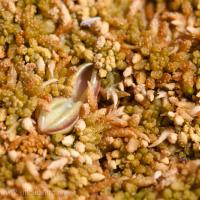 Hairy Butterwort (Pinguicula villosa)
