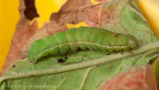 American Swordgrass Moth (Xylena nupera) Caterpillar