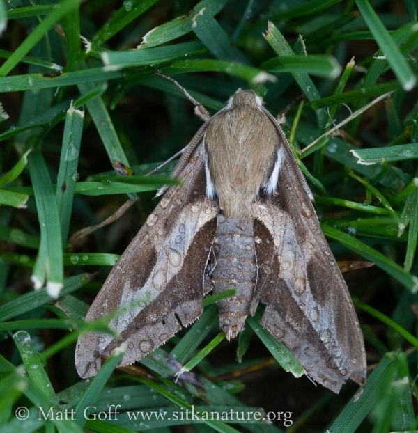 Bedstraw Hawk-Moth (Hyles gallii)