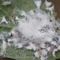 Cottony Aphid Infestation