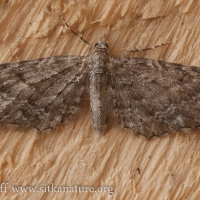 Small Moth (Eupithecia sp)