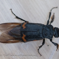 Banded Sexton Beetle (Nicrophorus investigator)
