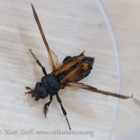 Banded Sexton Beetle (Nicrophorus investigator)