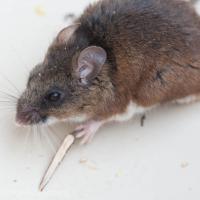 Deer Mouse (Peromyscus keeni)