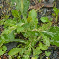 Sow-thistle (Sonchus sp)