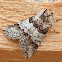 False Owlet Moth (Ceranemota fasciata)