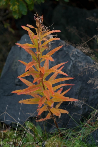 Colorful Fireweed