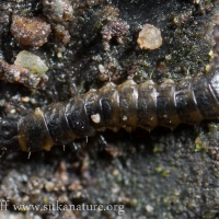 Beach Beetle (Aegialites debilis) Larva