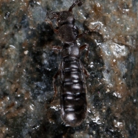 Small Rove Beetle (Diaulota sp)