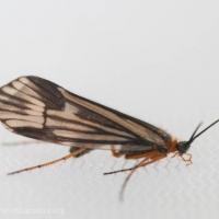 Northwestern Caddisfly (<em>Halesochila taylori</em>)