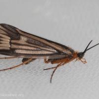 Northwestern Caddisfly (<em>Halesochila taylori</em>)