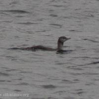 Juvenile Red-throated Loon