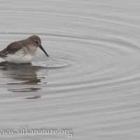 Dunlin at the Turnaround
