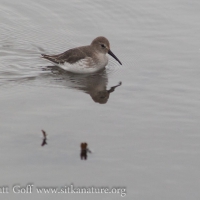 Dunlin at the Turnaround