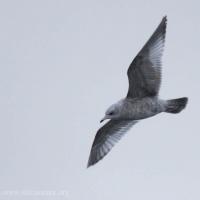 Immature Mew Gull in Flight