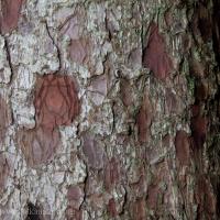 Sitka Spruce (Picea sitchensis) Trunk