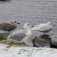 Swan Lake Gulls