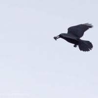 Northerwestern Crow Cracking Shells
