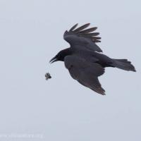 Northerwestern Crow Cracking Shells