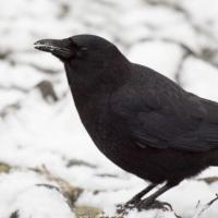 Northerwestern Crow eating Snow