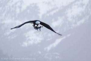 Bald Eagle with Common Murre