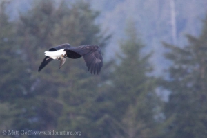 Bald Eagle with Common Murre