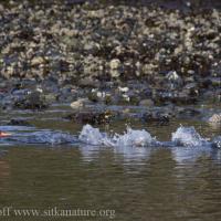 Common Mergansers Taking Flight