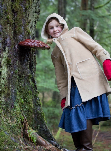 Rowan with a Shelf Fungus