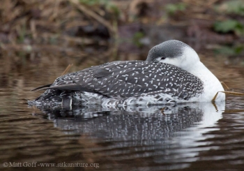 Red-throated Loon