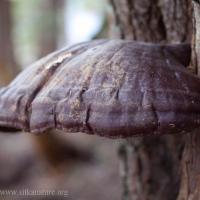 Oregon Polypore (Ganoderma oregonense)