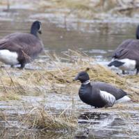 Brant and Canada Geese