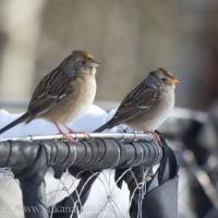 White-crowned and Golden-crowned Sparrows