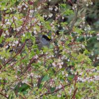 Golden-crowned Sparrow in Blueberry Bush