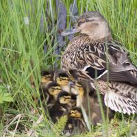 Mallard with Ducklings