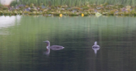 Red-throated Loons