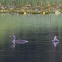 Red-throated Loons