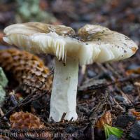 Brown-capped Russula
